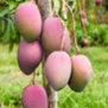 Grafted Tommy Atkins Mango Tree Grafted In 1/2 Gallon Pot New Fresh  - $102.24