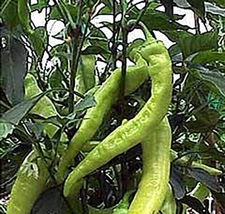 25 Seeds Diablo Grande Pepper Vegetables Garden - £7.71 GBP