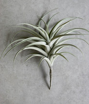 Set Of 4 Realistic Large Artificial Air Plant Succulents Stem Green Bota... - £159.28 GBP