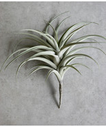 Set Of 4 Realistic Large Artificial Air Plant Succulents Stem Green Bota... - $273.39 CAD