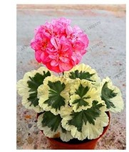 US Seller 20Pcs Deep Red Geranium Bonsai Pretty Charming Flower Garden Pelargoni - $12.36