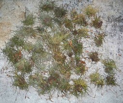 35 South Florida Tillandsia Crocata Tristis Spanish Moss Air Plants Arts... - $25.99