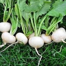 Hailstone Radish Seeds US Seller Fast Shipping - $5.98