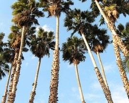 30 California Fan Palm Tree Petticoat Arizona Desert Washingtonia Filifera Seeds - $10.45