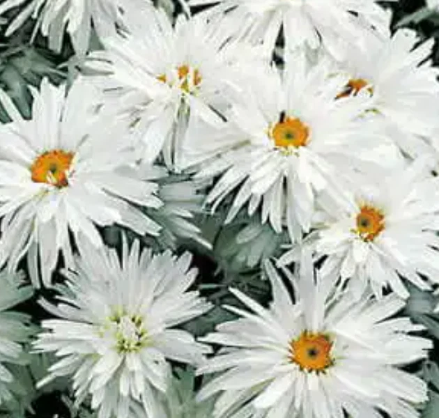 100 Seeds Daisy White Shasta Unique Frilly Flowers Seeds Non-GMO - $6.99