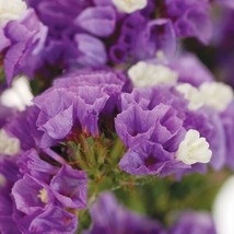 HS 50+ Lavender Statice  Flower Seeds / Long Lasting Annual /  Great Gift - $4.89