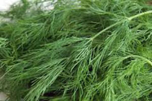 SR Dill Seed, Bouquet, Heirloom,  Non Gmo, 25+ Seeds, Herb Fresh Or Dried - $3.29