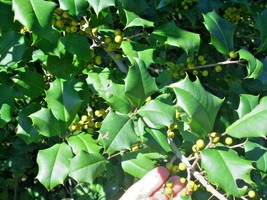 New Fresh Seeds 20 Corpening American Holly Seeds Ilex Opaca Corpening 2 - $9.80