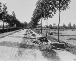 Aftermath of cavalry Battle of Haelen Belgium 1914 WW1 8x10 World War I ... - £6.91 GBP