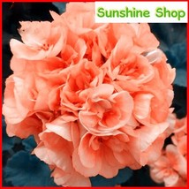 New Fresh 10Pcs Geranium Orangish Red Ball Typed Big Blooms Bonsai Flowers Garde - $10.92