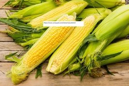 Iochief Sweet Corn Seeds - Vegetable Seeds - BOGO - £1.95 GBP