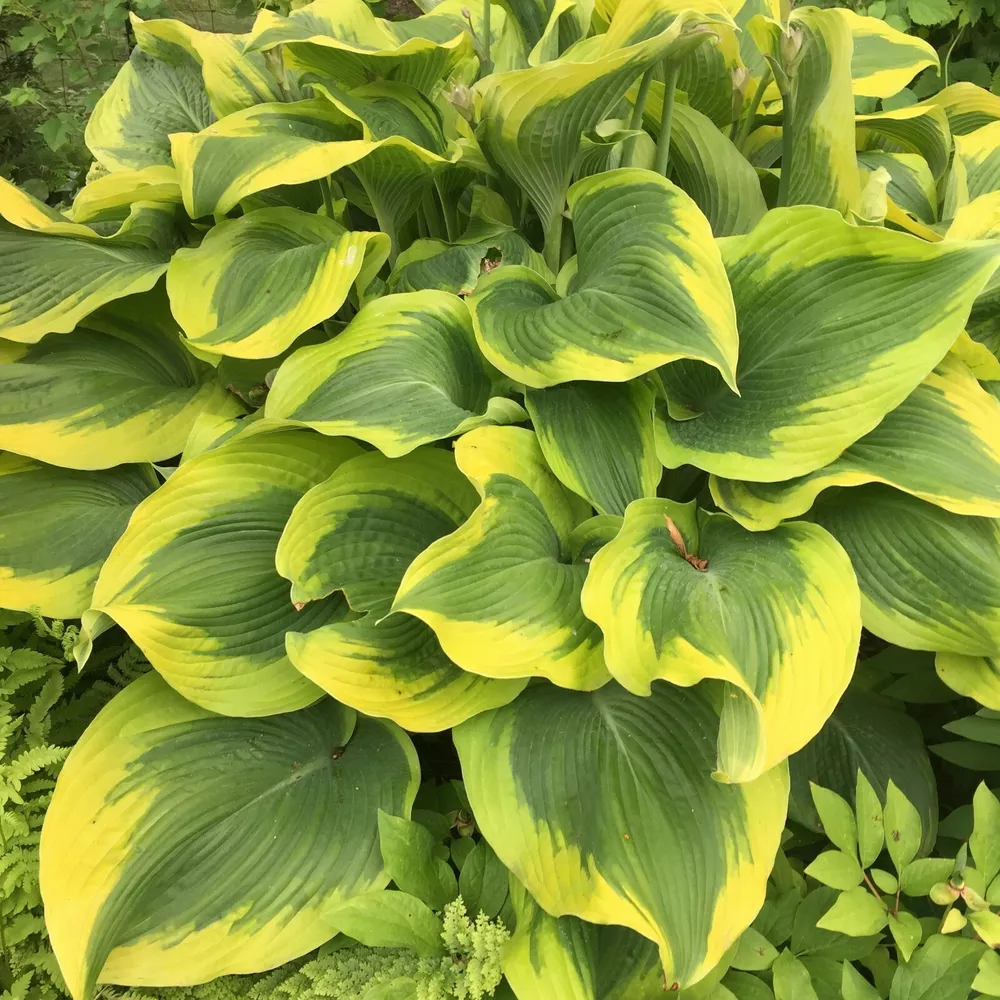 Hosta Atlantis Well Rooted 5.25 Inch Pot Bright And Colorful - $35.20