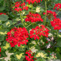 25+ Happy Thought Geranium Seeds For Garden Planting - USA  - £4.32 GBP