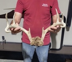 8 Point Iowa Whitetail Deer Antler Rack Horns taxidermy Mount Sheds - £95.68 GBP