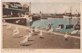 Postcard Gulls Waiting To Be Fed At Brixham Devon England UK - £3.09 GBP