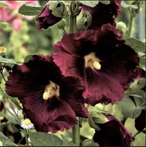 25 Black Knight Hollyhock Seeds Perennial Flower Seed Flowers 831 Us Seller - £4.46 GBP