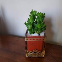 Succulent in Glass Candle Holder, Haworthia Obtusa in Upcycled Planter