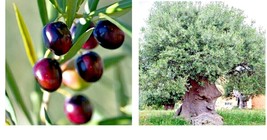 Canino Olive Tree 10 Seeds (Olea Europaea) European Common Edible Fruit Plant - £16.07 GBP