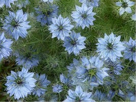 Best Love In A Mist Blue Nigella 100 Seeds  - £3.78 GBP