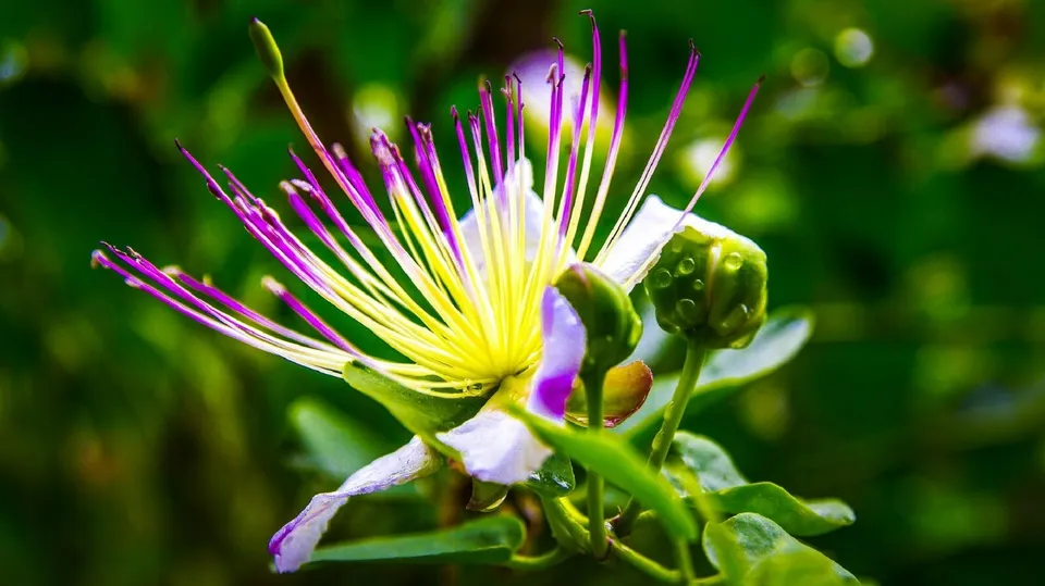 KS Caper Bush Capparis Spinosa 25 Seeds  - $9.00