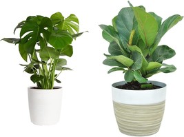 Swiss Cheese Plant, Monstera Deliciosa, And Little Fiddle Leaf Fig, Costa Farms. - £70.37 GBP