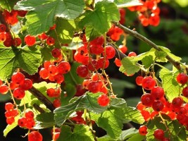 30 Seeds Alpine Currant Bush Boost Your Garden&#39;s Productivity With Superior - $16.25