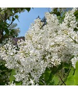 Syringa Vulgaris Frederick Law Olmsted Lilac Live Plant 1 Gallon Pot Pla... - $1,514.25 CAD