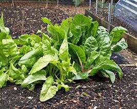 Swiss Chard, Perpetual Spinach Heirloom, Organic 100 Seeds, Non GMO - £3.98 GBP