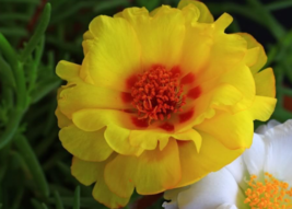 100 Pc Seeds Yellow Moss Rose Flower, Portulaca Grandiflora Seeds for Planting  - £13.38 GBP