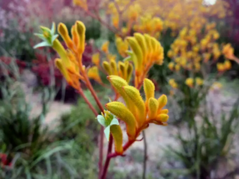 Yellow kangaroo Paw Live Plants very beautiful - $57.99