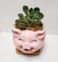 Pig Planter with Echeveria Succulent, Pink, Live Plant, Animal Succulent Planter