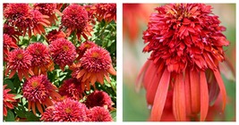 &#39;Hot Papaya&#39; Echinacea 400 Seeds fire hot double petals w orange head coneflower - £22.84 GBP