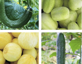 Cucumber Mix | Seeds | Heirloom | Vegetable Varieties | Bulk FRESH - $16.41