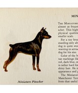 Miniature Pinscher 1939 Dog Toy Breed Art Ole Larsen Color Plate Print P... - $40.73 CAD