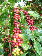 BStore 10 Seeds Store Exotic Coffea Arabica, Tropical Coffee Bean Tree Shrub Rar - £11.66 GBP