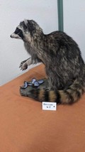 Raccoon Taxidermy Mount Custom Base - £667.76 GBP