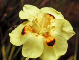 20 Pc Seeds Yellow African Iris Flower, Fortnight Lily Seeds for Planting | RK - £17.05 GBP