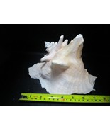 Sea shell decorative nautical 6 x 7 x 8&quot; aquarium decor - $169.72 CAD