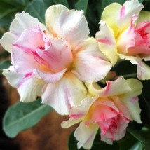 Rosy Adenium Obesum Lucky Yellow Desert Rose Flowers, 2 Seeds D - £9.73 GBP