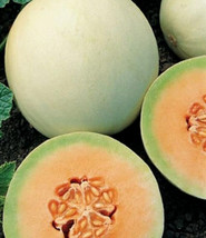 Honeydew Seeds 50+ Orange Flesh Cantaloupe Garden Melon Fruit - $8.99