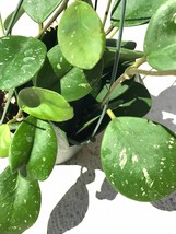 Hoya Obovata plant cutting, Exotic Hoya Obovatum Splash, 1 cutting per o... - $129.95 MXN