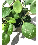 Hoya Obovata plant cutting, Exotic Hoya Obovatum Splash, 1 cutting per o... - $128.51 MXN