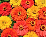 Fruity Beauty Zinnia Seeds 100 Seeds Non-Gmo Fast Shipping - £6.40 GBP