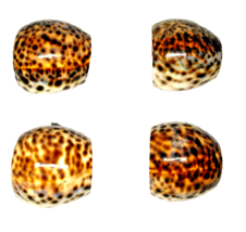 Tiger Cowrie Seashell Napkin Rings Set Of 4 Ocean  Seashore Beach Table ... - £13.20 GBP
