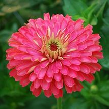 30 Giant Carmine Rose Zinnia Seeds Flower Deer Resistant Annual - £14.35 GBP