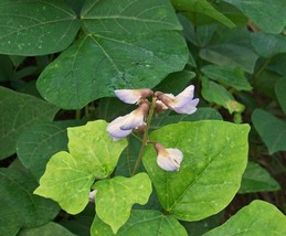 US Seller Pachyrhizus Erosus Jicama Seeds New Fresh Seeds - £13.89 GBP