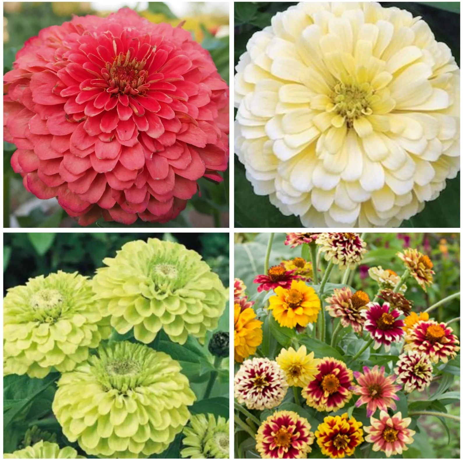 Zinnia Variety Seeds : Giant Coral, Giant Buttercream, Green Envy, Jazzy... - £21.92 GBP