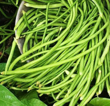 KKG White Yard Long Bean Seeds Asparagus Green Asian Seed For Fresh Garden - $7.89 KKG White Yard Long Bean Seeds Asparagus Green Asian Seed For Fresh Garden - $7.89