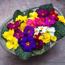 Item image 1 image 1