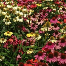 30 Echinacea &#39;Lustre Hybrids Mix&#39; Coneflower Seeds  Echinacea Purpurea From US - $10.95